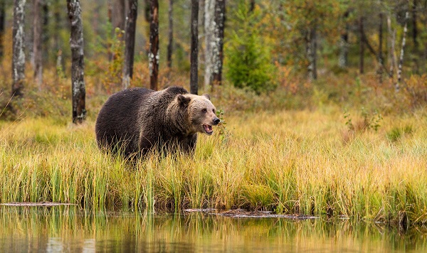 zdenek-machacek-brown bear